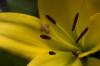 Blume