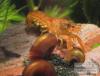 Cambarellus Patzcuarense sp. Orange 18