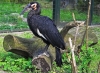 Vogel